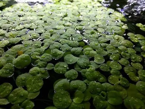 20+ მცენარე Amazon Frogbit მცენარე