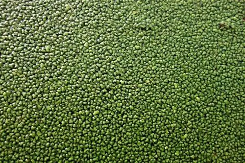 duckweed