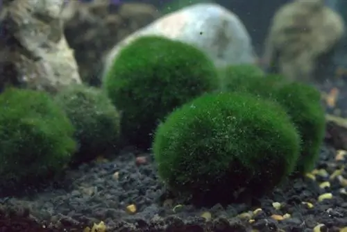 Berapa Banyak Moss Ball yang Dapat Saya Miliki Per Galon: Ukuran, Manfaat & Perawatan