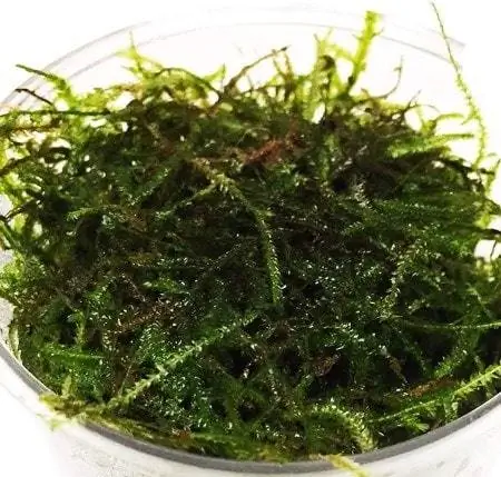 Java Moss a tartályban