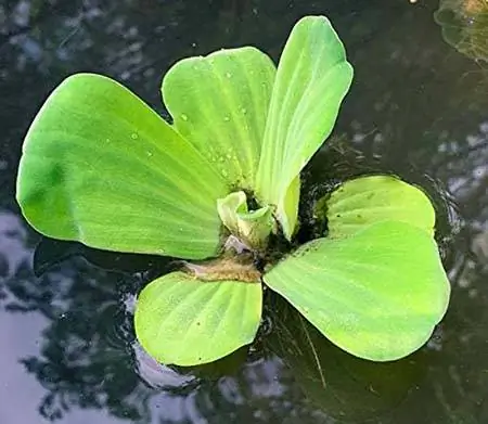 Wassersalat