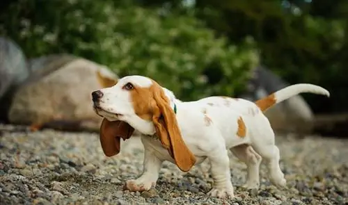 basset hound күчүк жыттап жатат