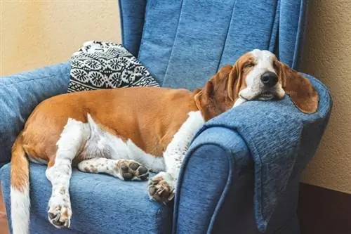 Basset Hound dormind pe o canapea albastră