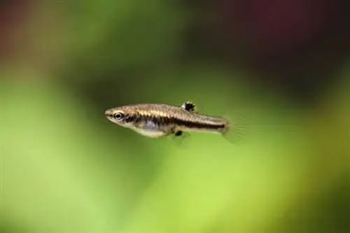 moins killifish