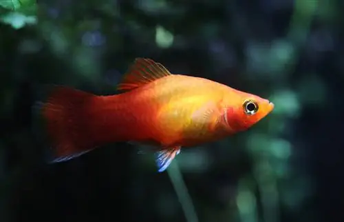 sonsondergang platy