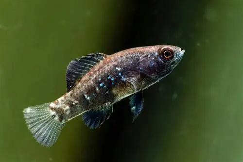 pygmy aurinkokala