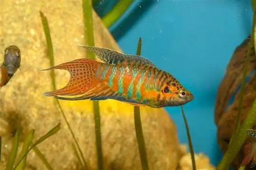 poisson paradis dans l'aquarium