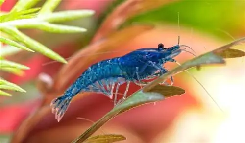 neocaridina shrimp