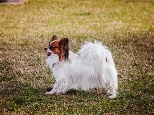 6 Papillon plusi & mīnusi, kas jums jāzina