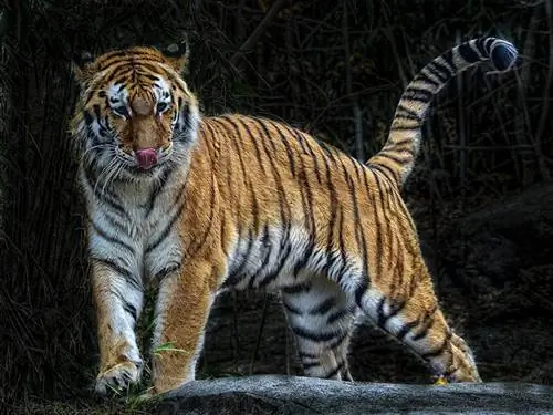 bengal tsov taug kev hauv hav zoov