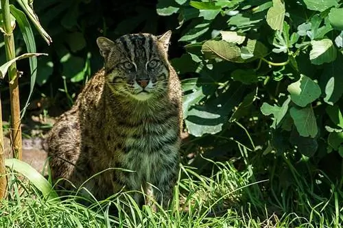 Balıkçı Kedi