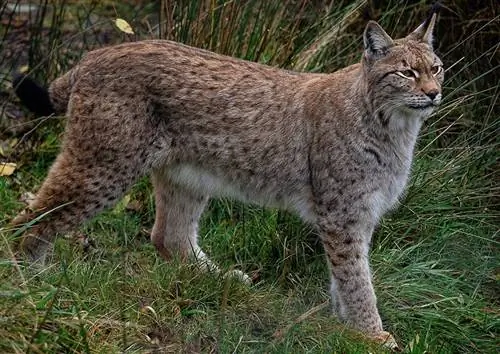 lince eurasiano andando na grama