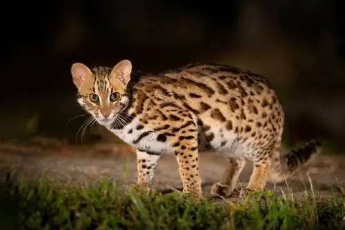 um gato leopardo asiático à noite na selva