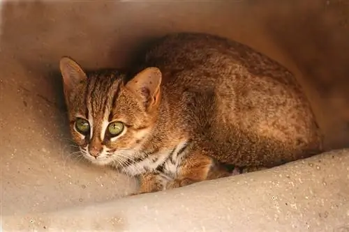 gato malhado enferrujado