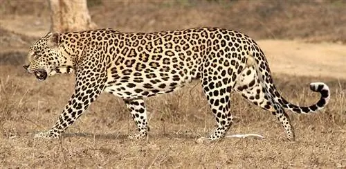 Hind erkak leopard