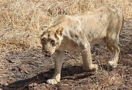 leão asiático andando na selva