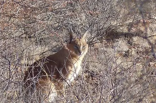 un caracal în sălbăticie