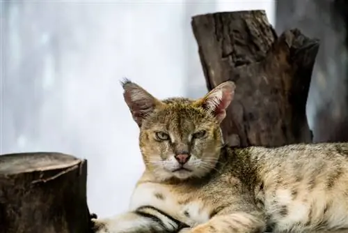 um gato selvagem asiático deitado no chão