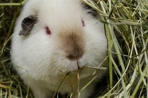 Himalaya-Meerschweinchen frisst Heu