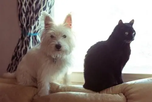 West-highland-white-terrier-westie-cat