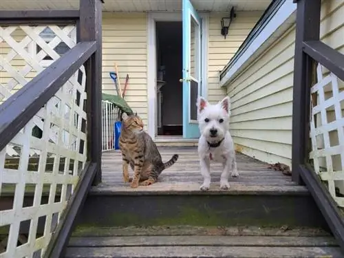 west-highland-white-terier-westie-cat-porch