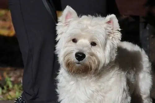 West Highland White Terrier