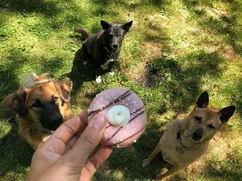 manic, lorraina a želé s donut cookie z wufers