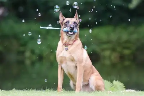 anjing bermain dengan gelembung