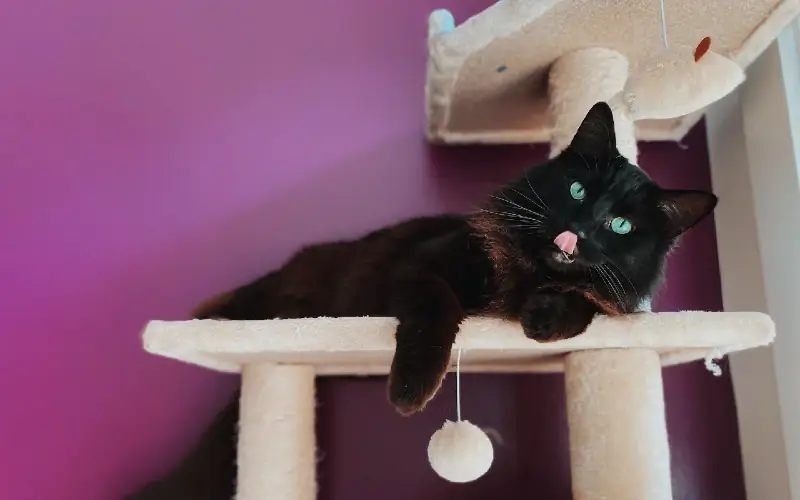 gato negro en un árbol de gato