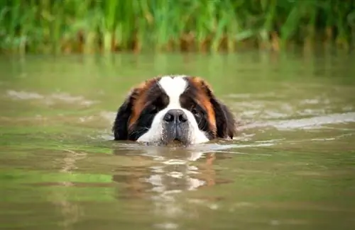 Anjing Saint bernard berenang