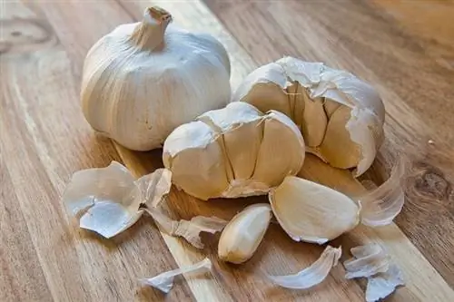 Knoblauch