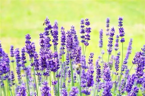 mmea wa lavender