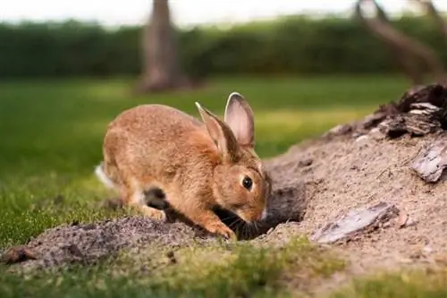 Kaninchen gräbt ein Loch