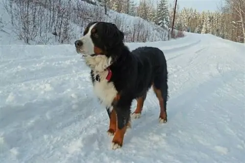 Kar üzerinde duran Bernese Dağ Köpeği