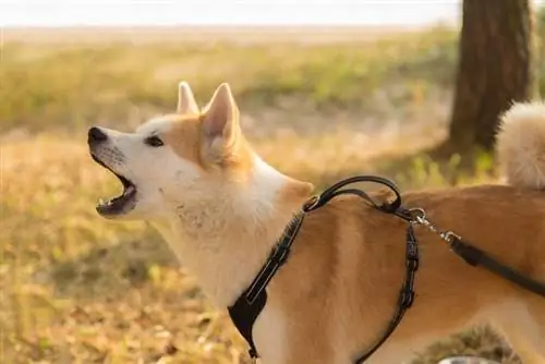 Shiba Inus Çok Havlar mı? Gerçekler & SSS