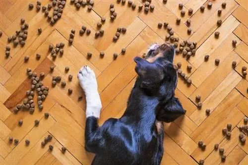 perro comiendo croquetas