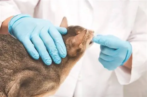 veterinär kontrollerar munnen och tänderna på en abessinisk katt på sin klinik