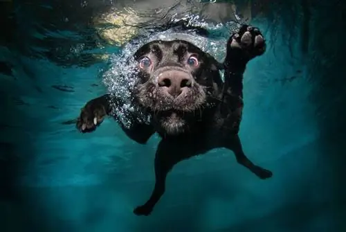 anjing hitam di bawah air