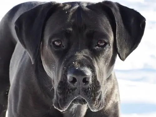 Black Cane Corso: prente, feite, oorsprong & Geskiedenis (met prente)