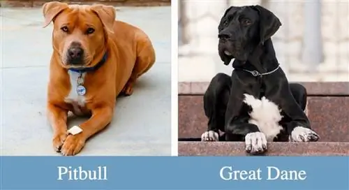 Pitbull VS. Doga