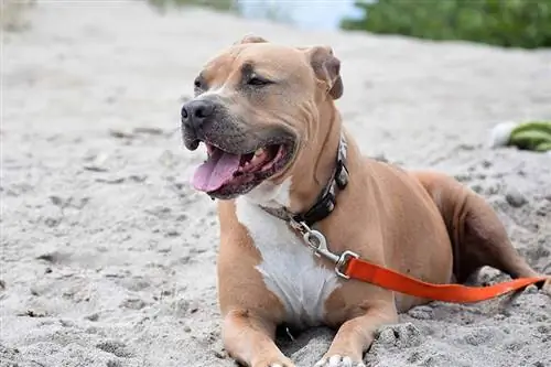 Pitbull sur la plage