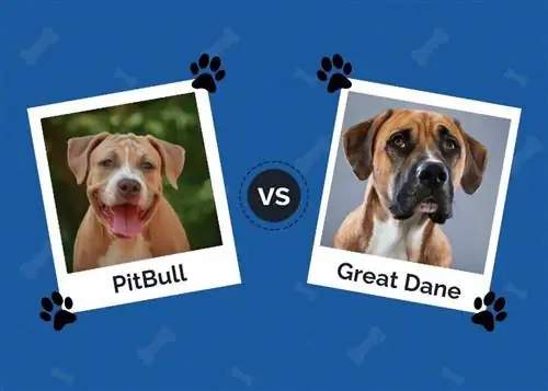 Pitbull vs nemecká doga: hlavné rozdiely (s obrázkami)