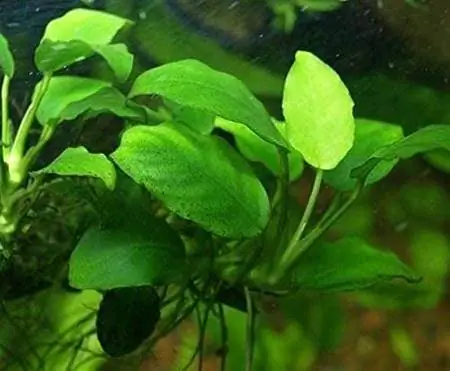 Anubias