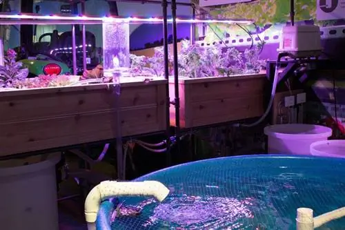 aquaponics