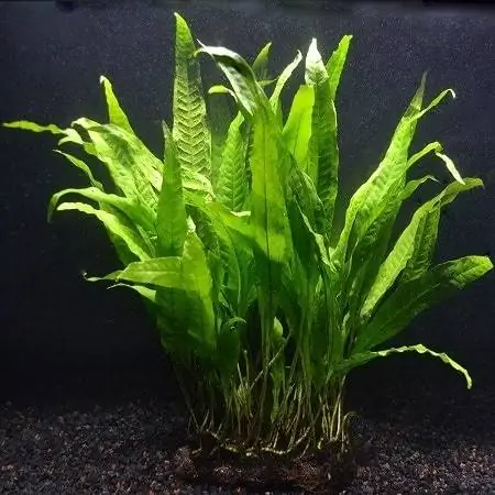 Java Fern