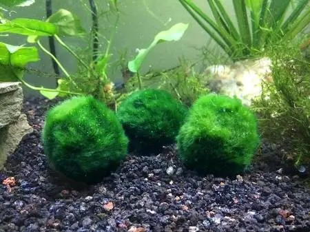 Bolas de musgo marimo