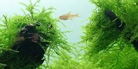 Java Moss