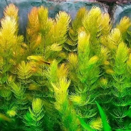 Hornwort