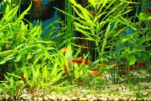 Mise en place d'un aquarium