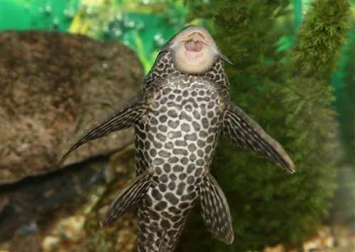 pleco yosun yeyən